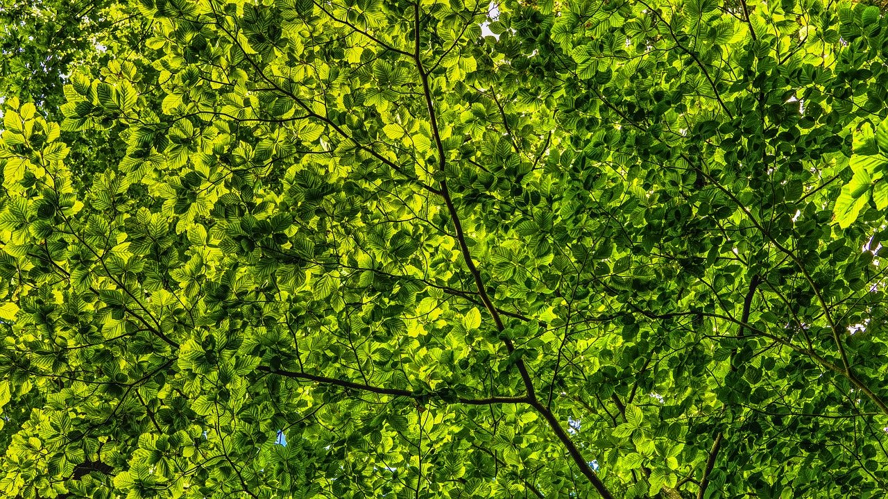 dosel, verde, hojas-2552954.jpg