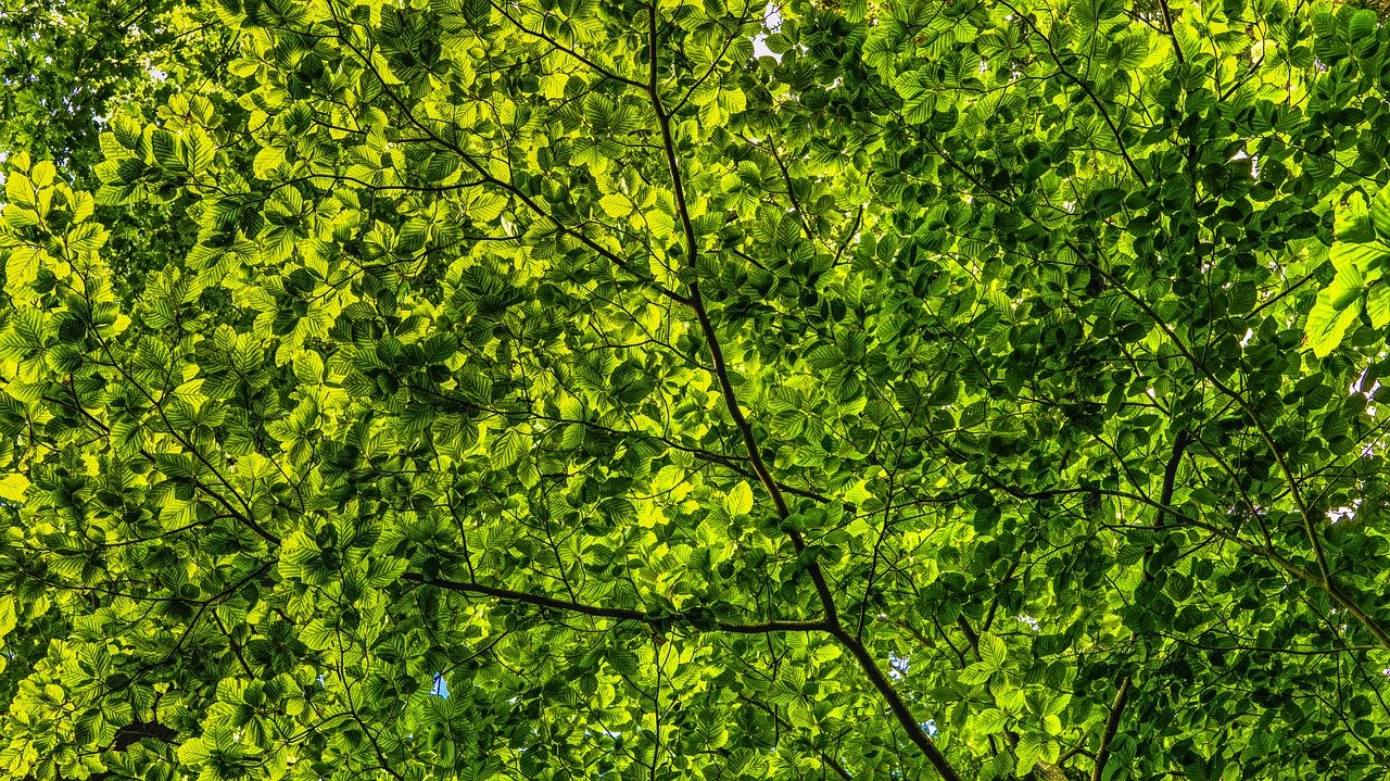 canopy, green, leaves-2552954.jpg